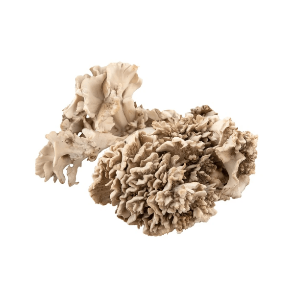 Supplier jamur Maitake grosir