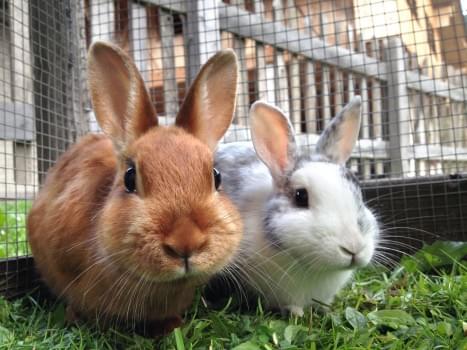 Mice Rabbit 20 Fascinating Facts About Rabbits!