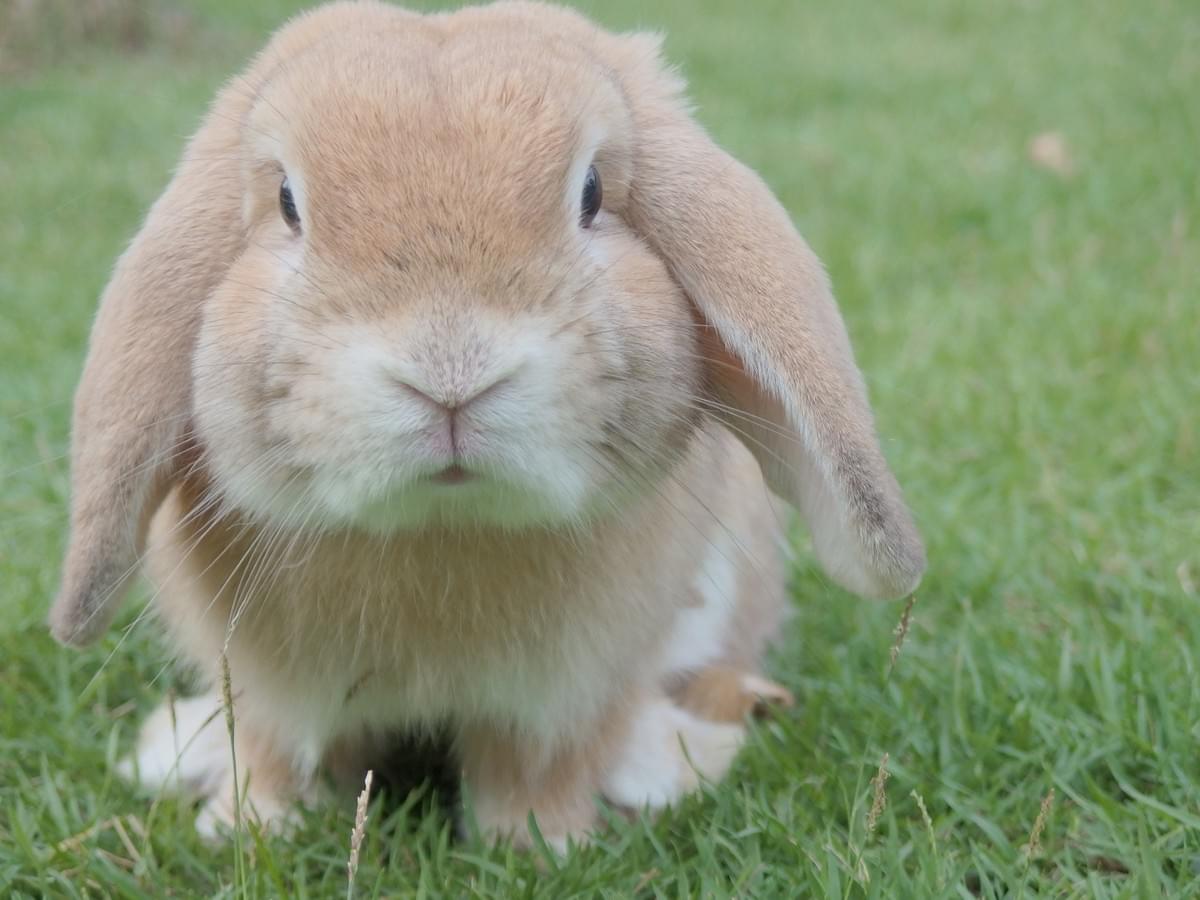 Mice Rabbit 20 Fascinating Facts About Rabbits!