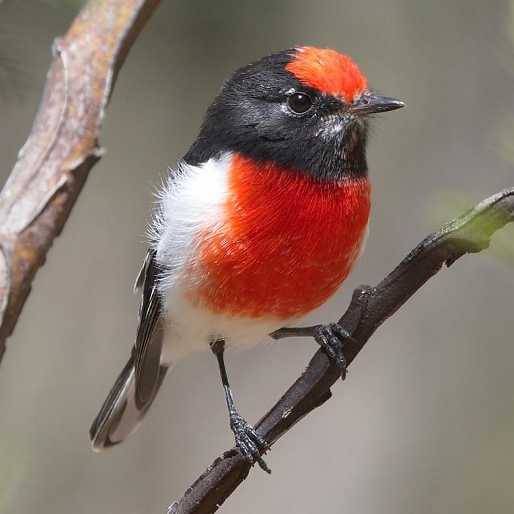 20 Facts about Red Robin that you didn’t know