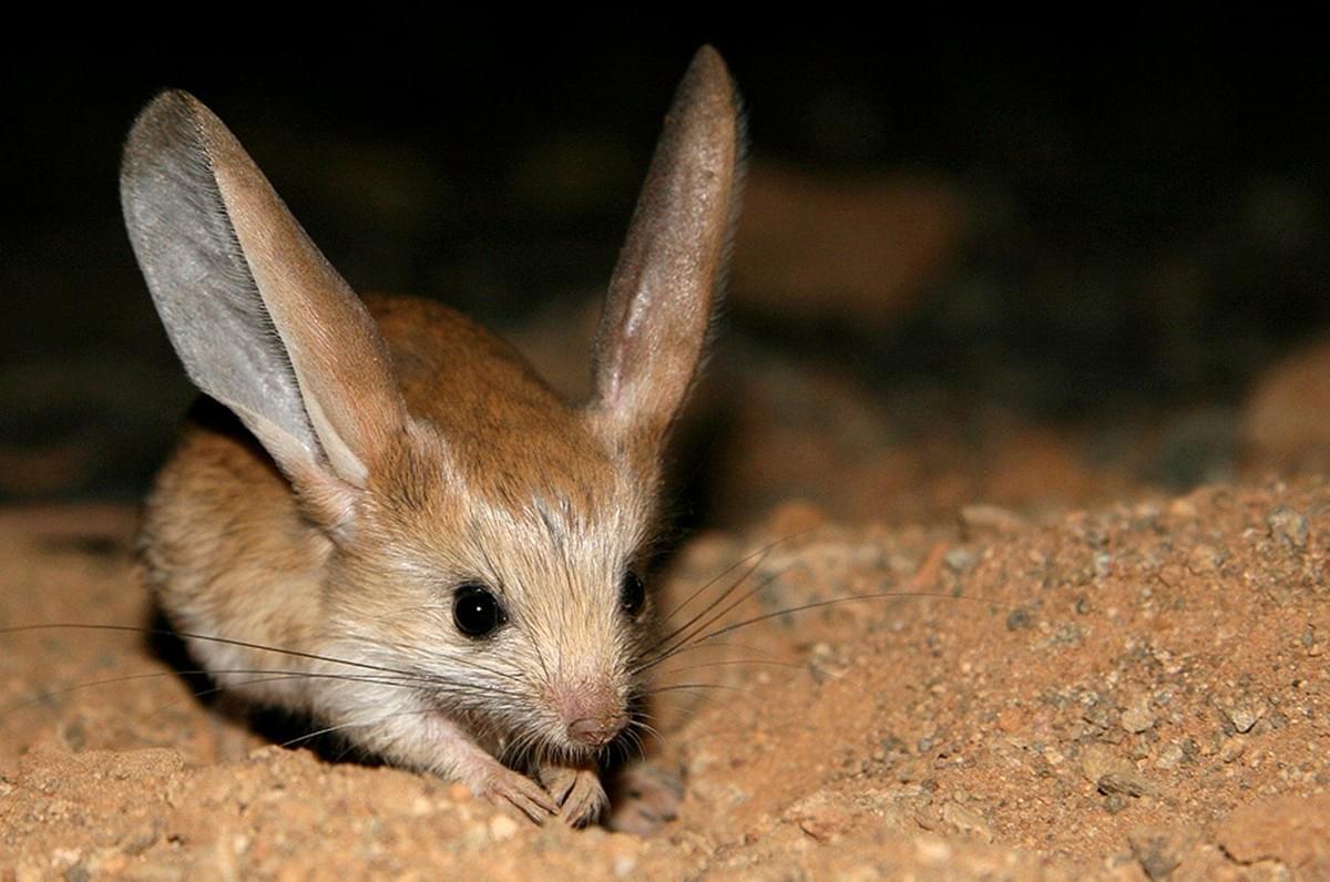 Awesome Facts About the Jerboa!