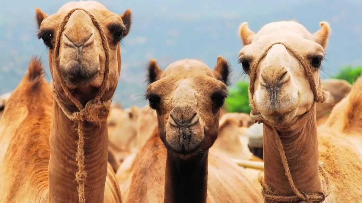 30 Most random facts about Camels!