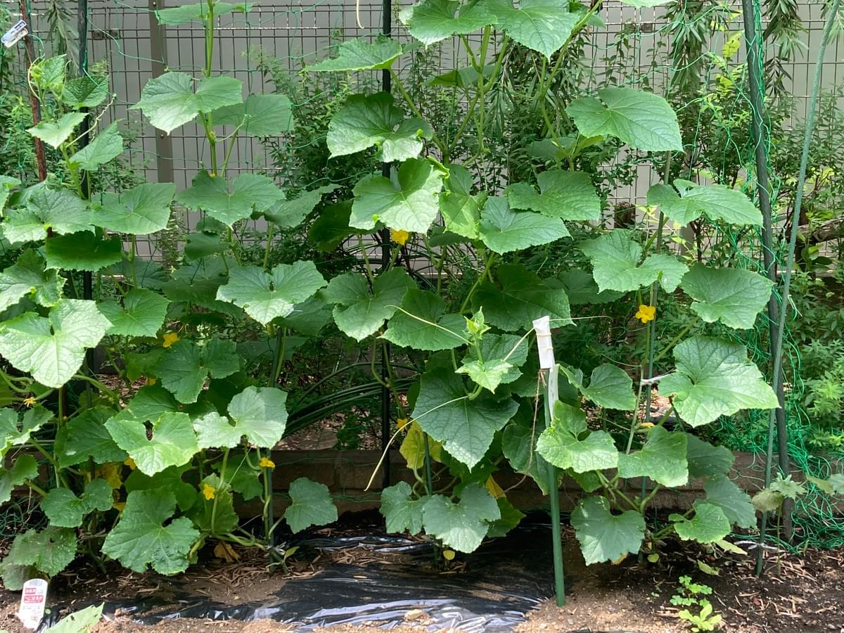 Section image