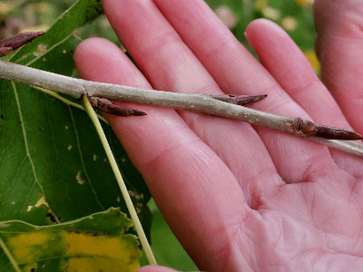 Buds, ready for Spring