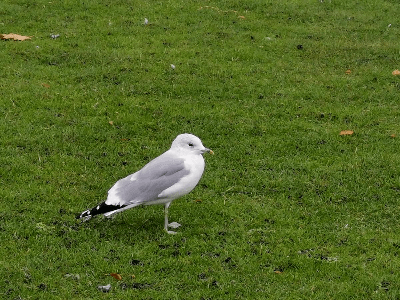 The not so common, Common Gull