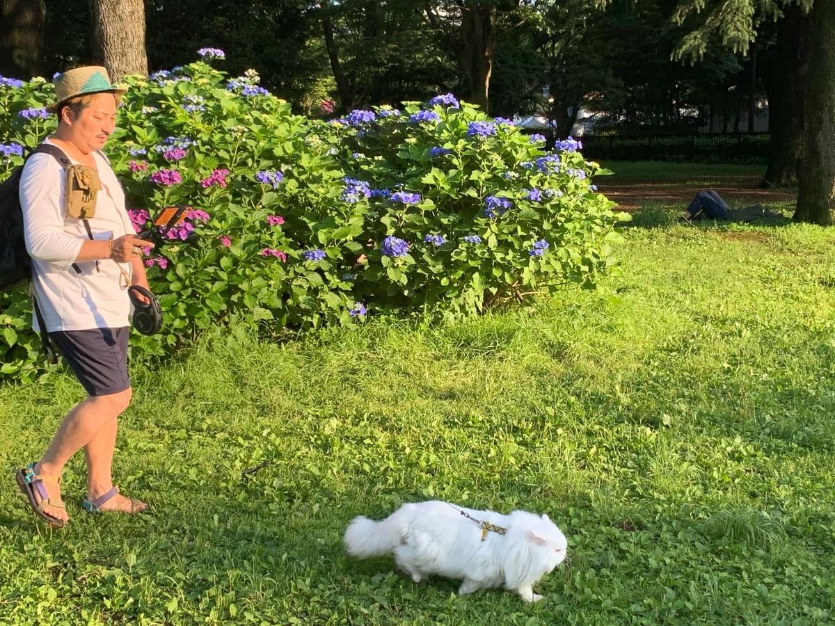 Yoyogi park in Tokyo is very pet friendly 