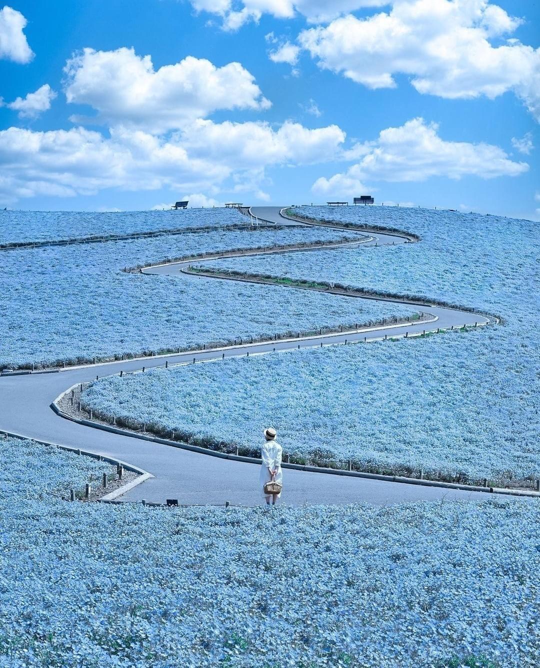 Hitachi Seaside Park, Ibaraki. Real. Photo by @sanbonsuge1986 