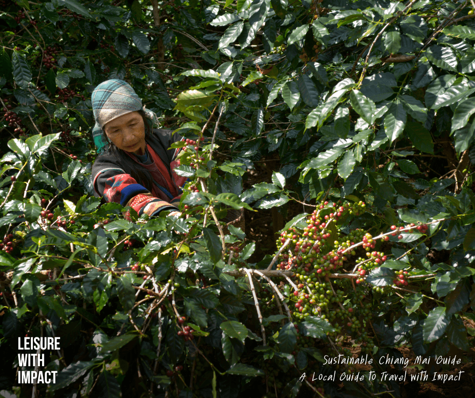 Authentic Northern Thai food experience in Chiang Mai local restaurant