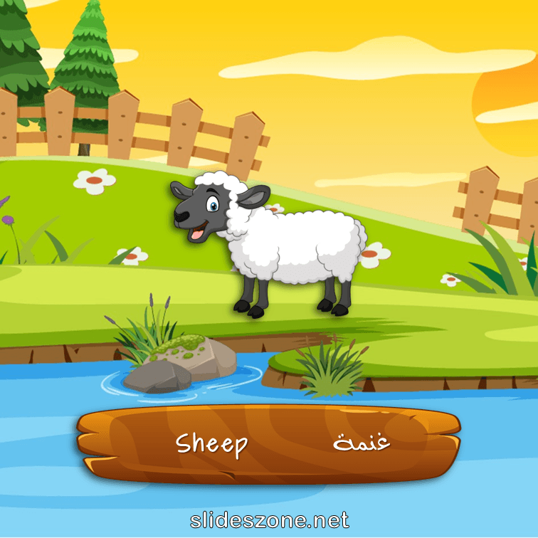 صورة تعليمية فلاش