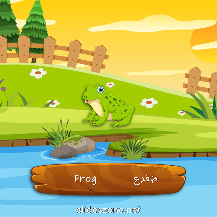 صورة تعليمية فلاش