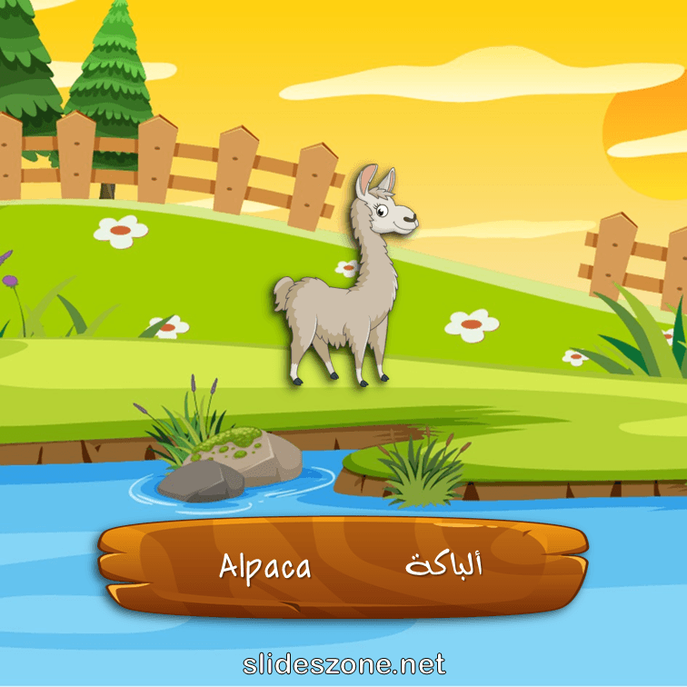 صورة تعليمية فلاش