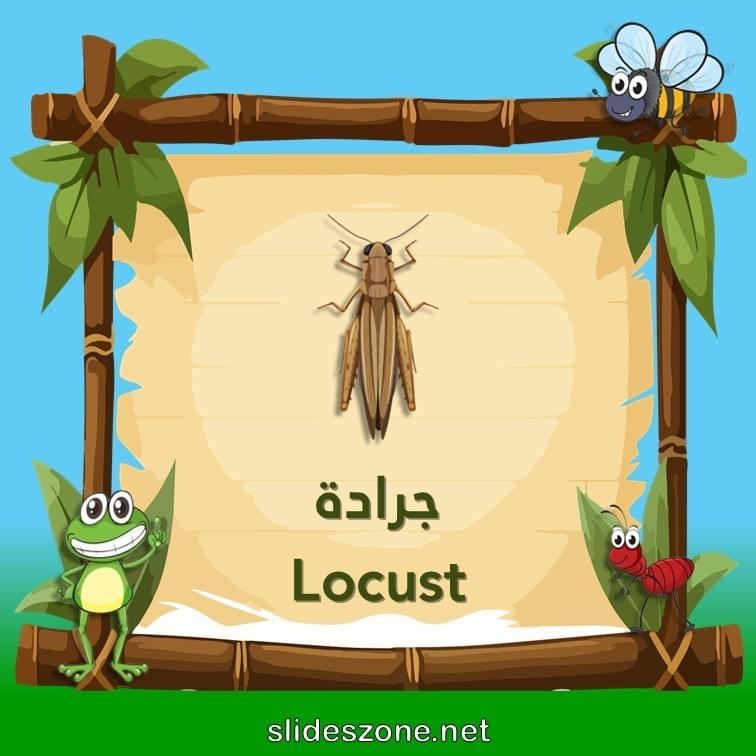 صورة تعليمية فلاش