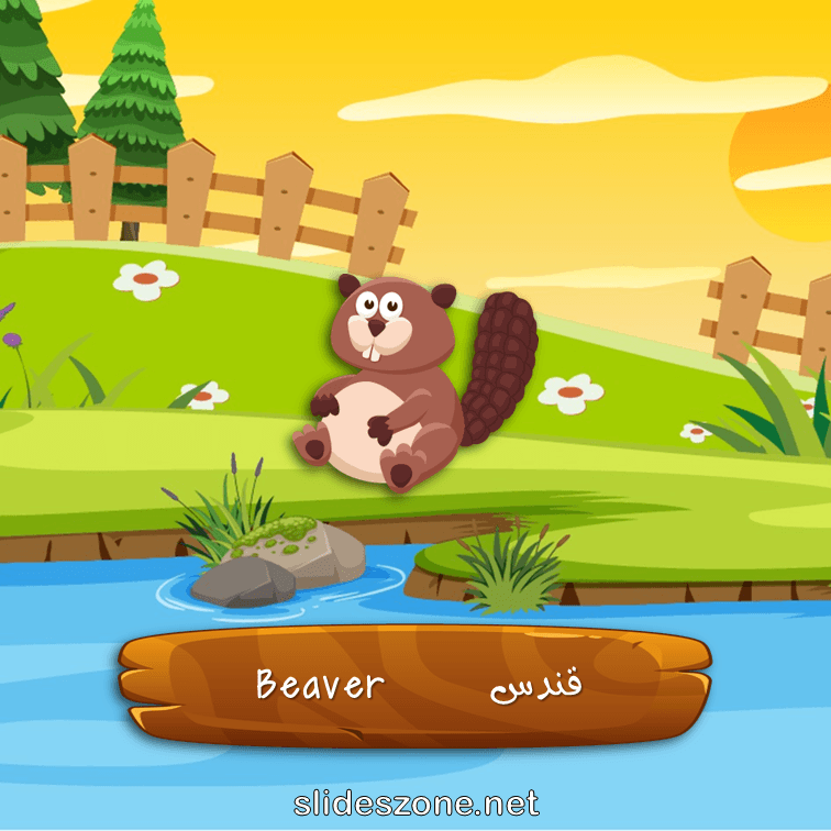 صورة تعليمية فلاش