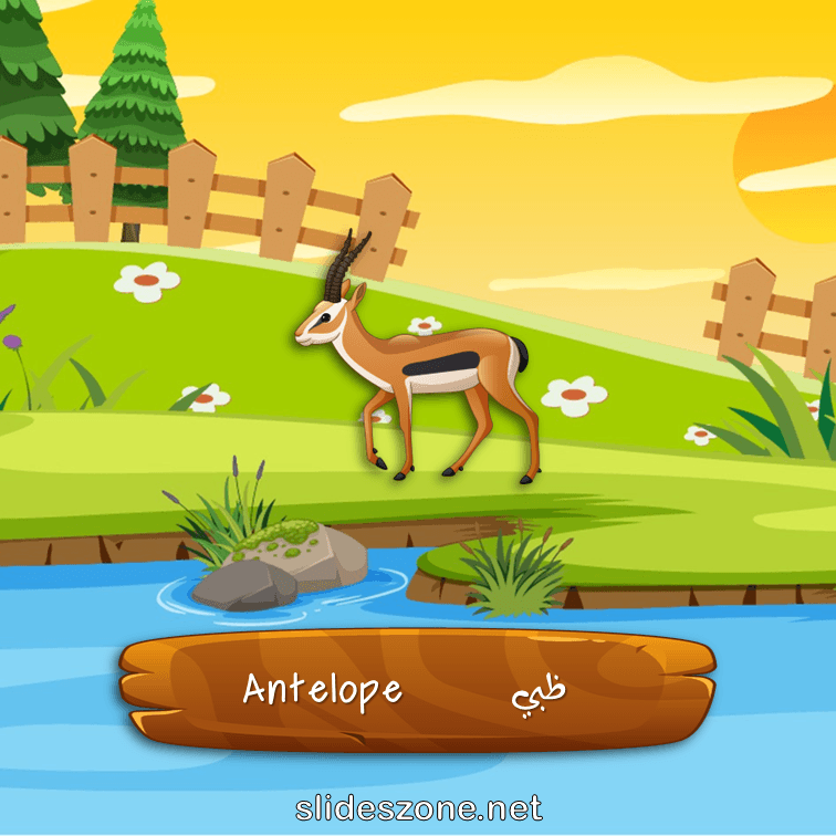 صورة تعليمية فلاش