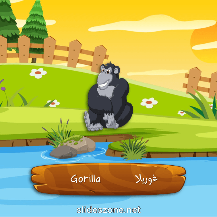 صورة تعليمية فلاش