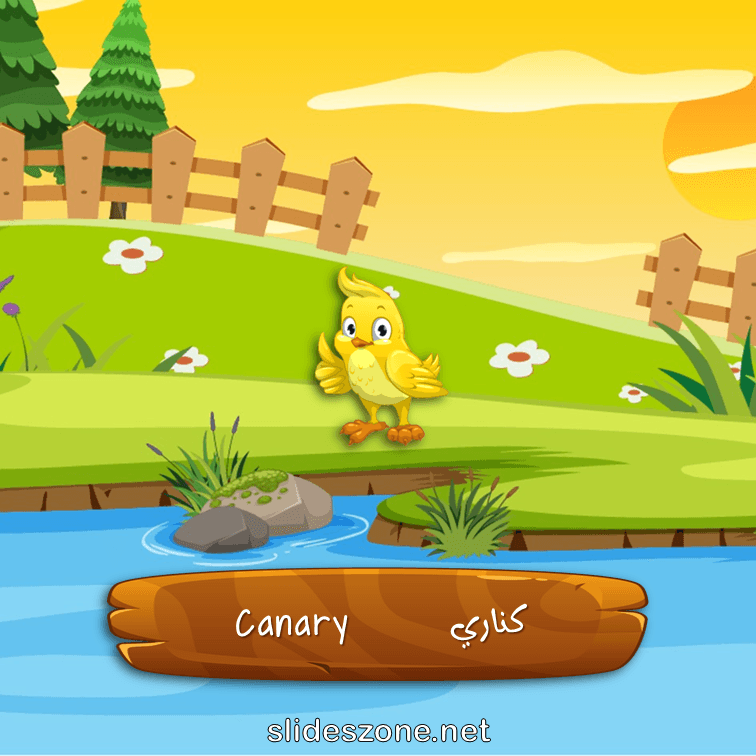 صورة تعليمية فلاش