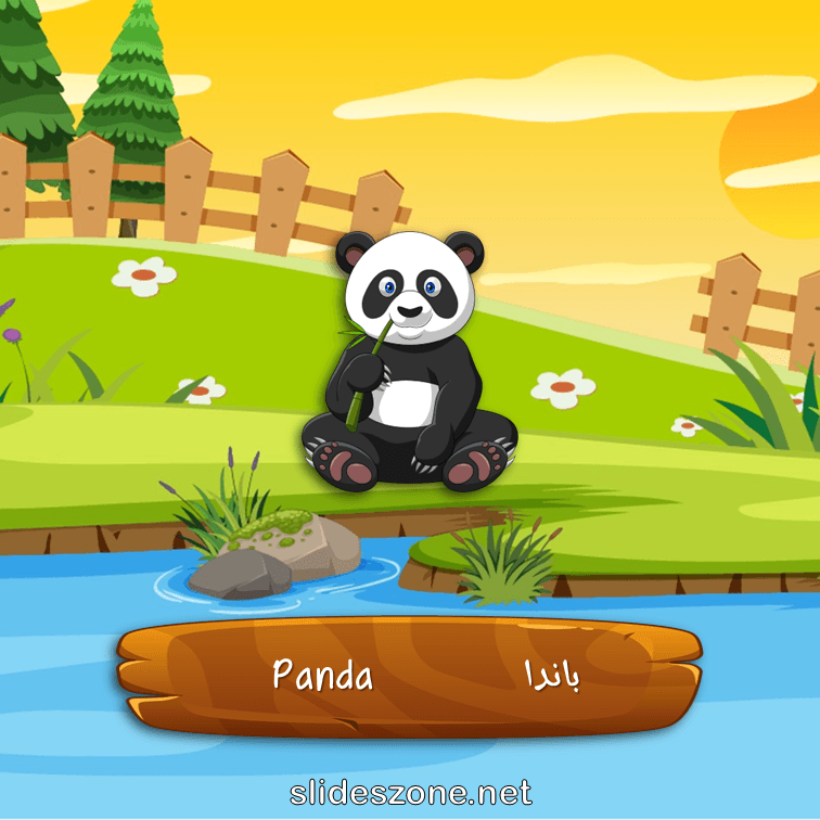 صورة تعليمية فلاش