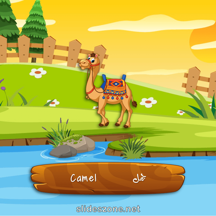 صورة تعليمية فلاش