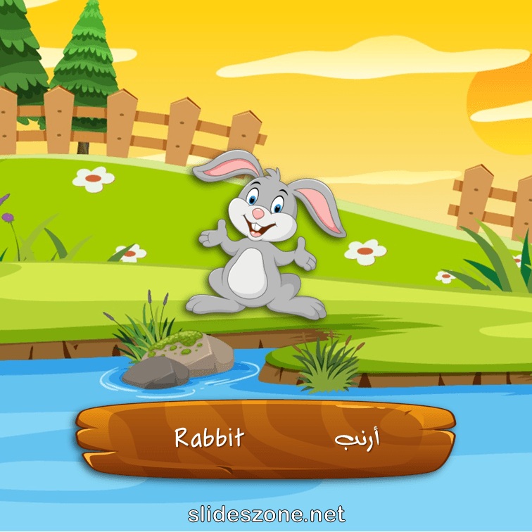 صورة تعليمية فلاش