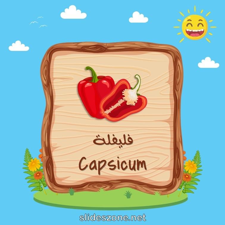 صورة تعليمية فلاش