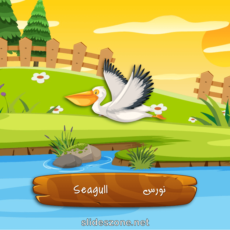 صورة تعليمية فلاش