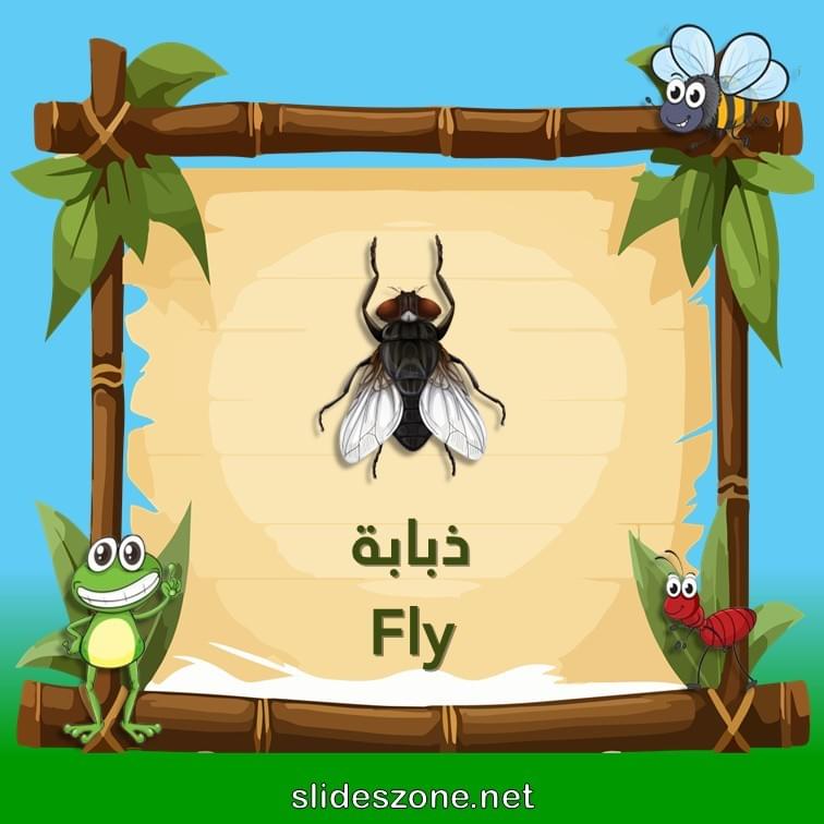 صورة تعليمية فلاش