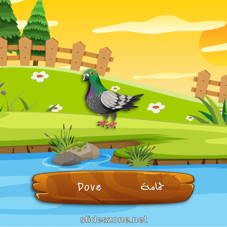 صورة تعليمية فلاش