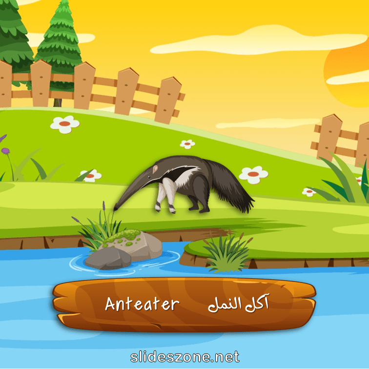 صورة تعليمية فلاش