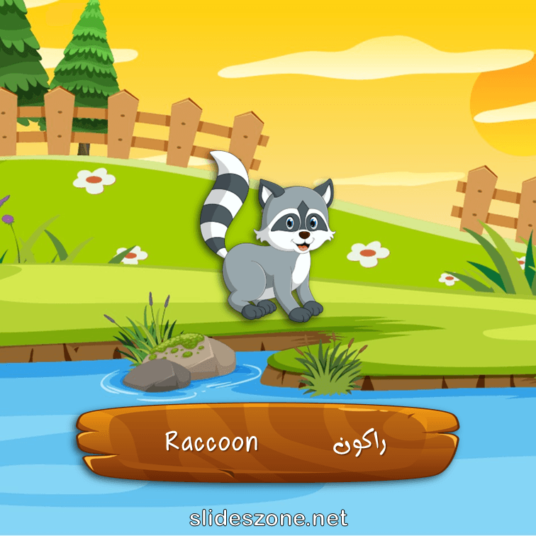 صورة تعليمية فلاش