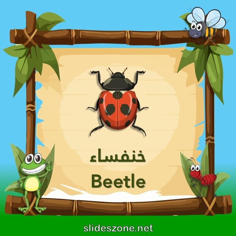 صورة تعليمية فلاش