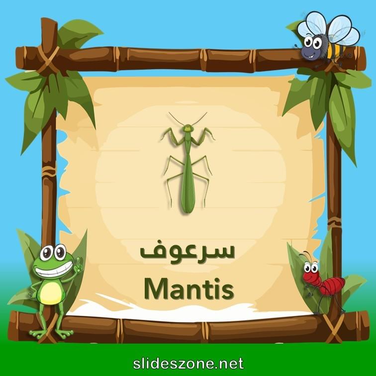 صورة تعليمية فلاش