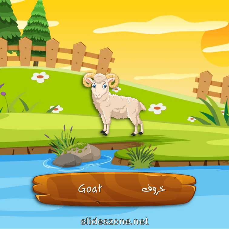 صورة تعليمية فلاش