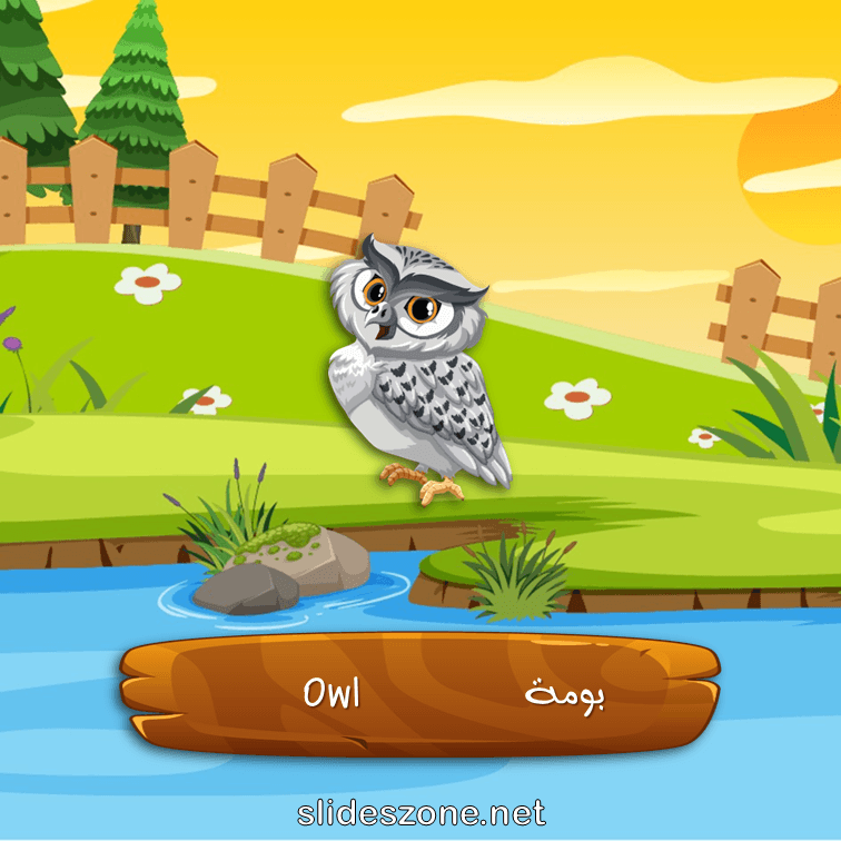 صورة تعليمية فلاش