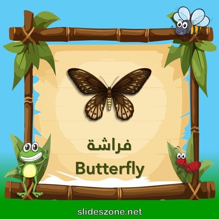 صورة تعليمية فلاش