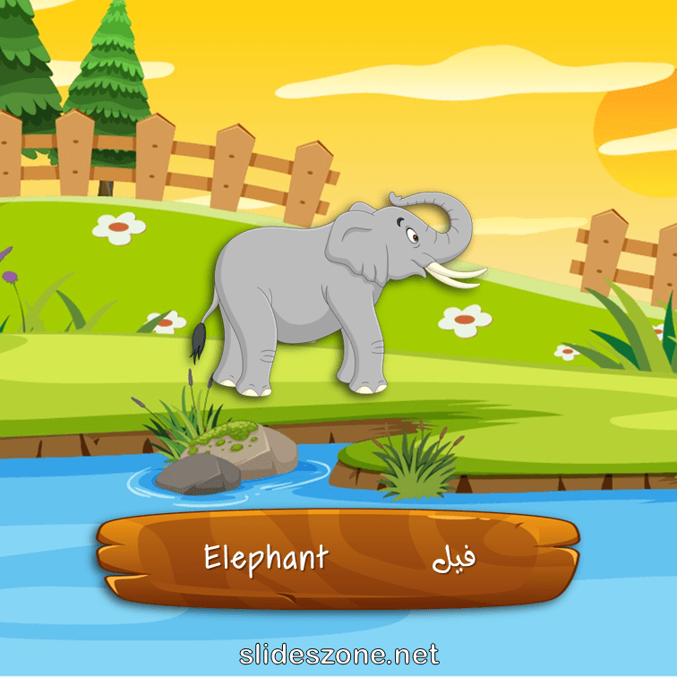 صورة تعليمية فلاش