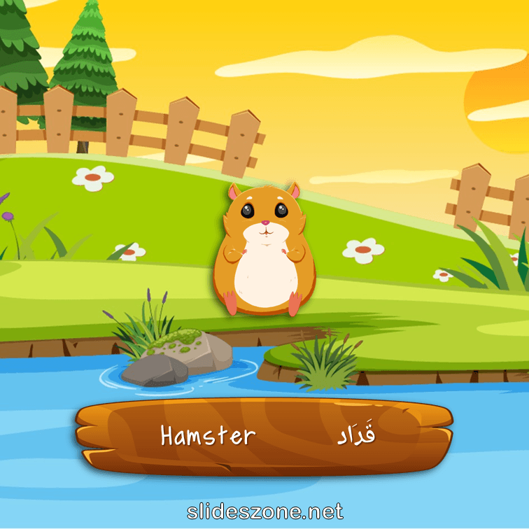 صورة تعليمية فلاش