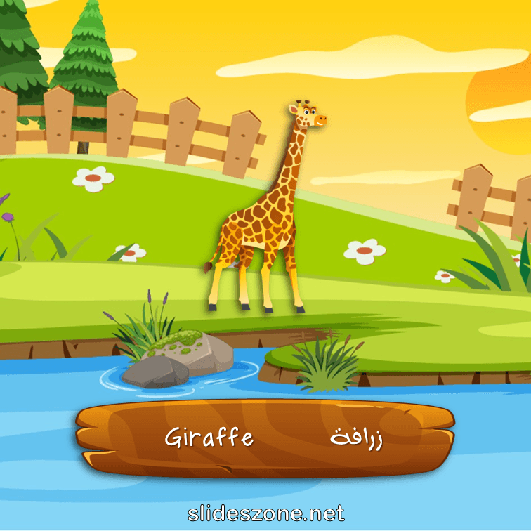 صورة تعليمية فلاش