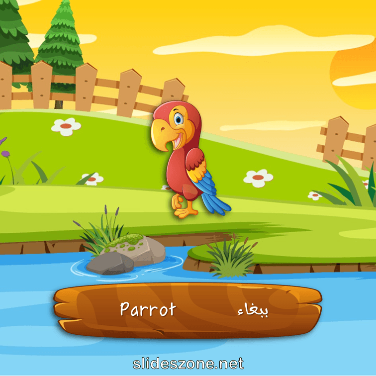 صورة تعليمية فلاش