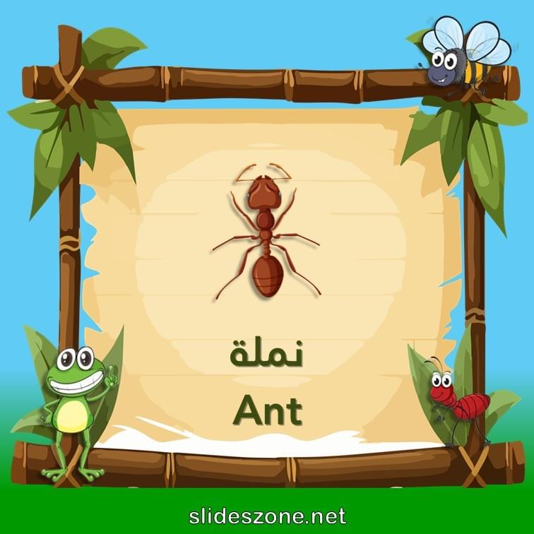 صورة تعليمية فلاش