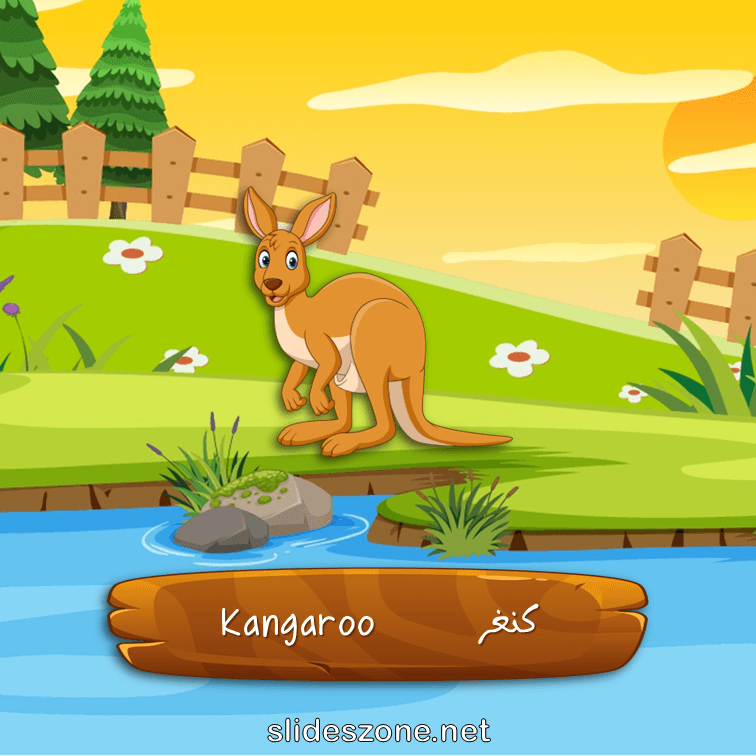 صورة تعليمية فلاش