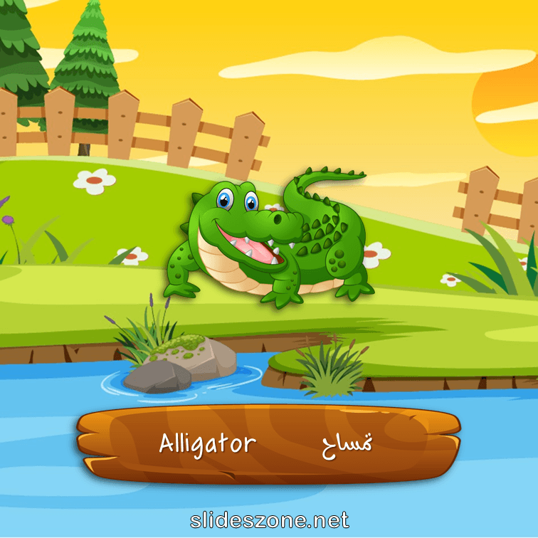 صورة تعليمية فلاش