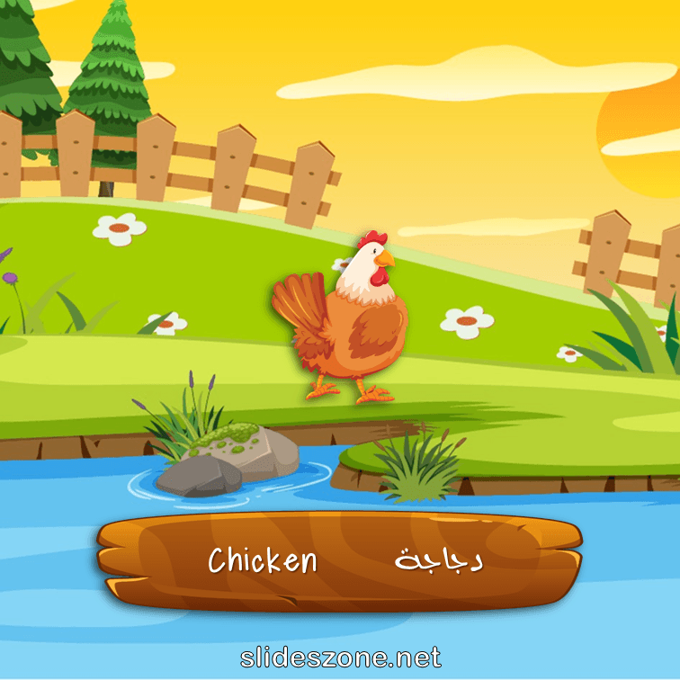 صورة تعليمية فلاش