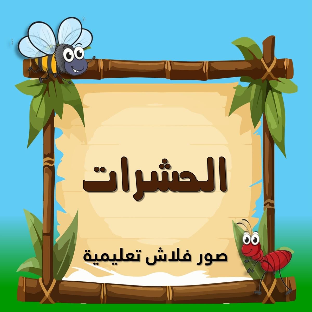 صور الحشرات