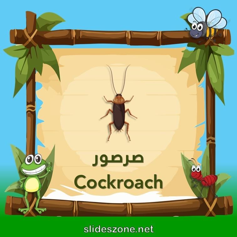 صورة تعليمية فلاش