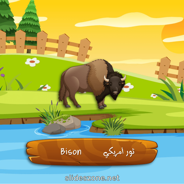 صورة تعليمية فلاش