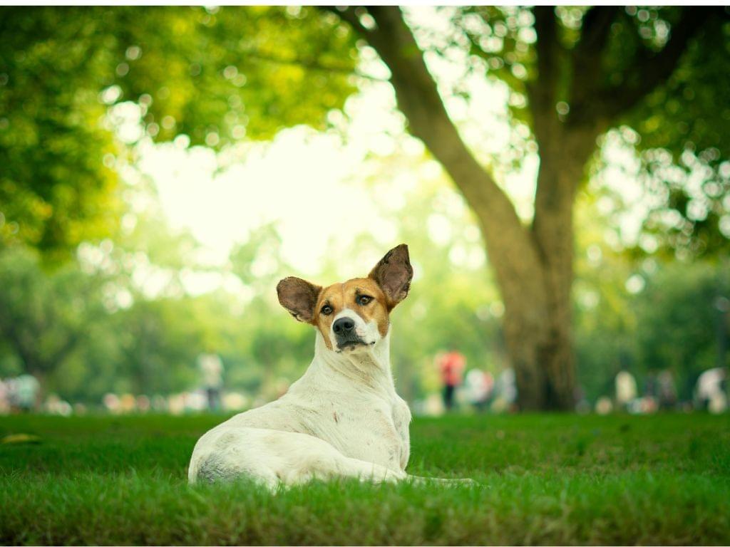 Located a few steps from the splendid beaches of Alghero, the Villa is the perfect starting point to explore the area. Ideal Position Our Services Villa Lulù: An Oasis of Charm a Few Steps from Alghero