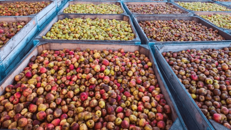 Les jus et cidres de la Cidrerie HIC sont purs jus, réalisés à partir de pommes fraîches à l’automne.