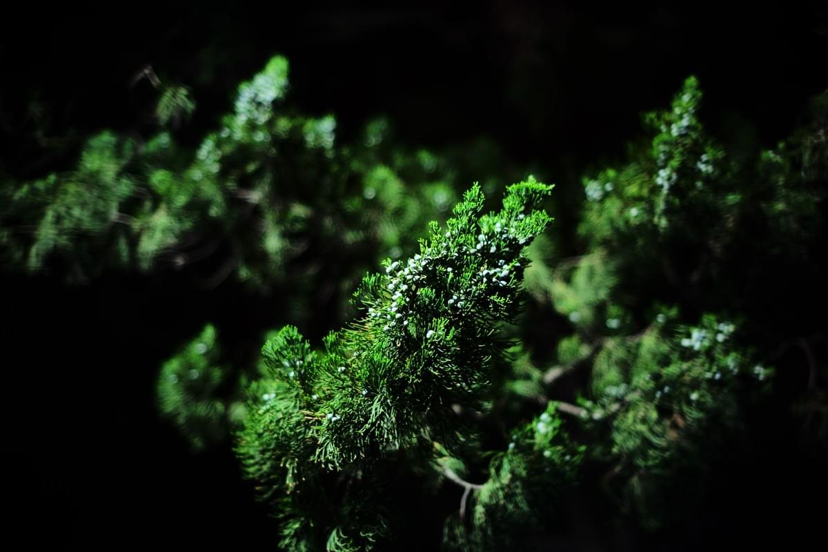 LAILENS 50mmF1.1