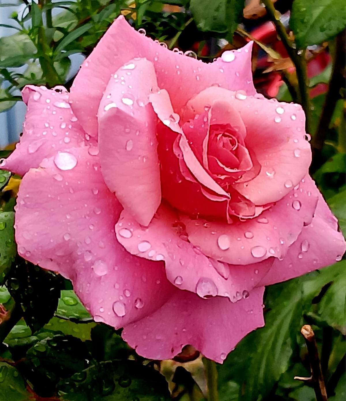 My Rose of a disability