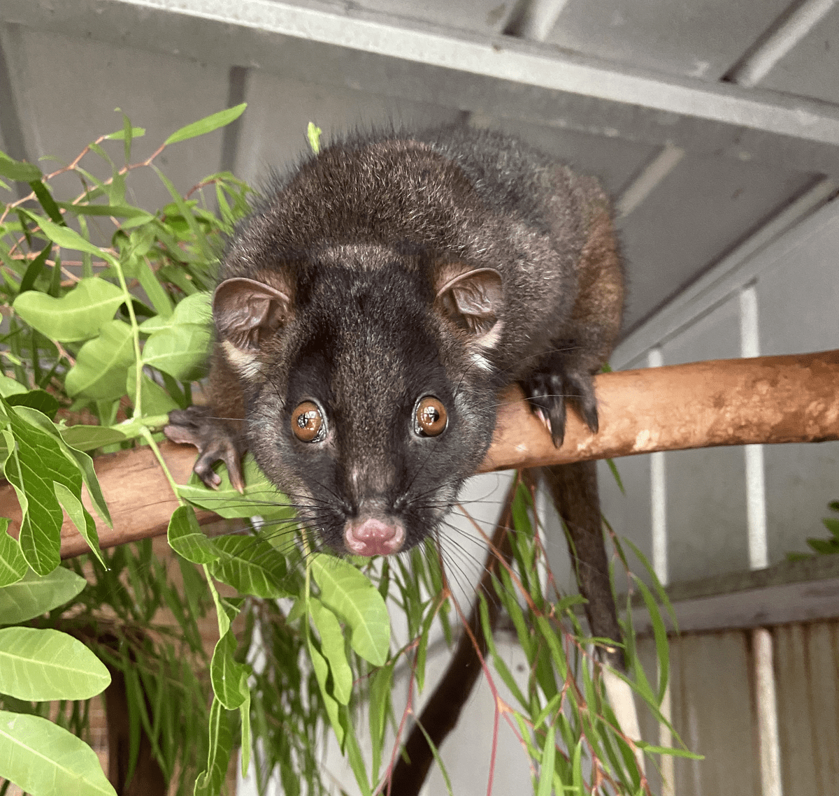 Bruce, a western ringtail possum, came into from Broadwater on New Year’s Eve.  He was on the ground, cold and abandoned by his mother at just 95g.  He was a real character and so inquisitive.  He grew into a very healthy male and is now happily living back in his native homelands.  
